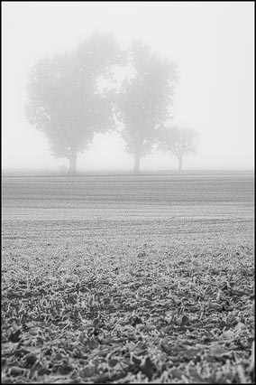 Bäume Nebel