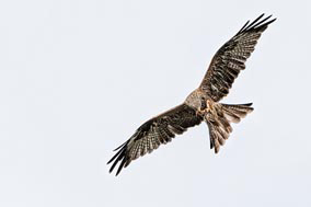 Falkner Kranichfeld