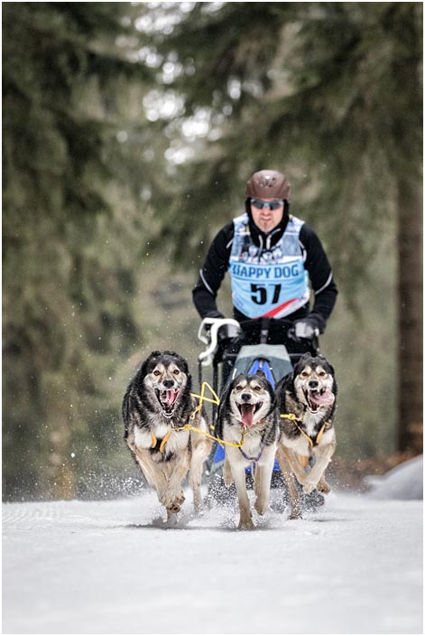 Frauenwald Schlittenhunderennen