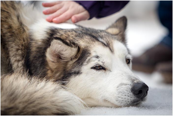 Husky Hund