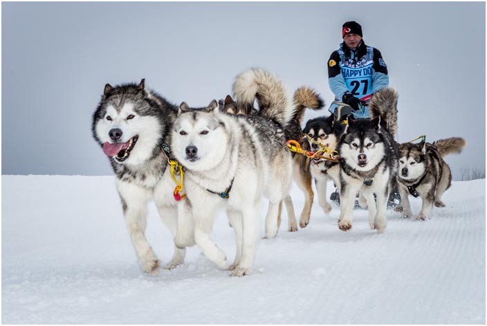 Husky Schlittenhunde