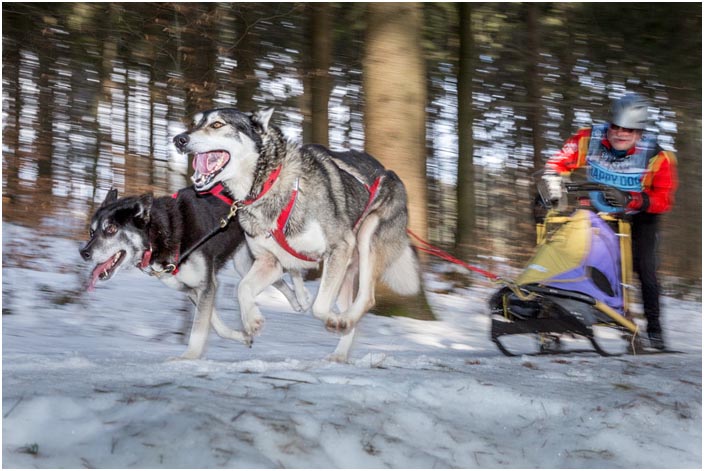 Schlittenhunde-Rennen Frauenwald